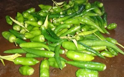 Mai 2020 : Saison des récoltes