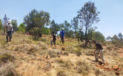 Novembre 2025 : Reboisement