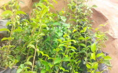 Février 2026 : Récoltes et reboisement